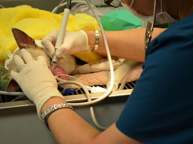 Dental-cleaning